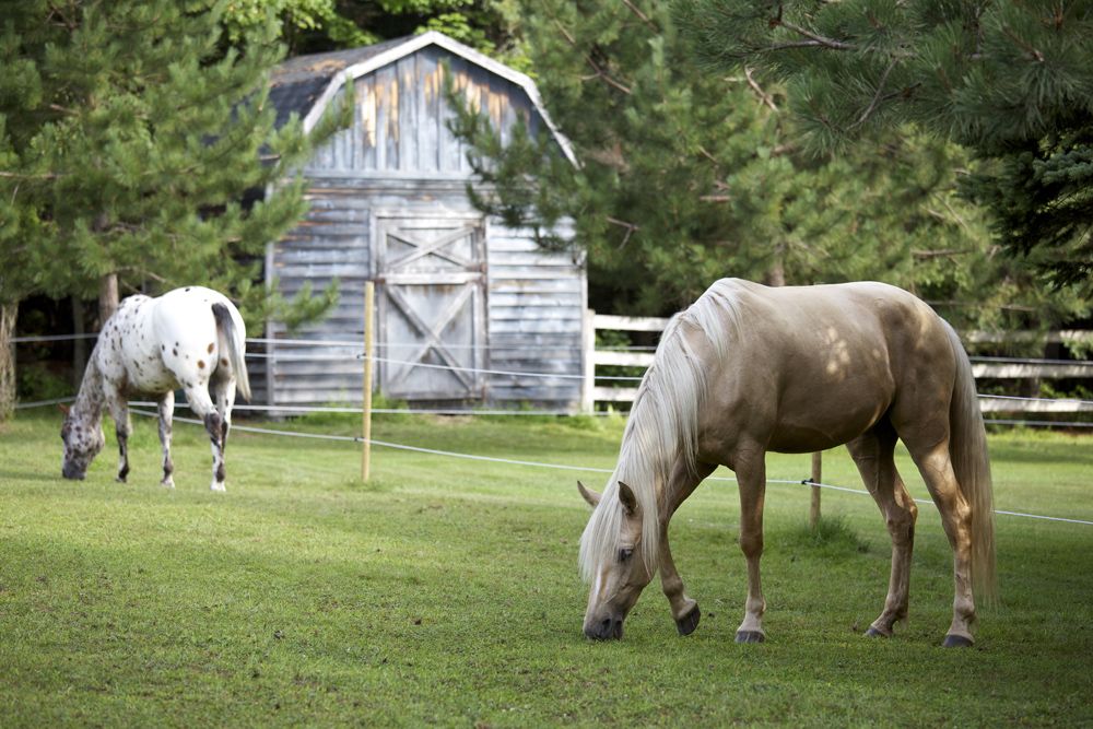 Two horses in a paddock with poly tape electric fencing in the background.