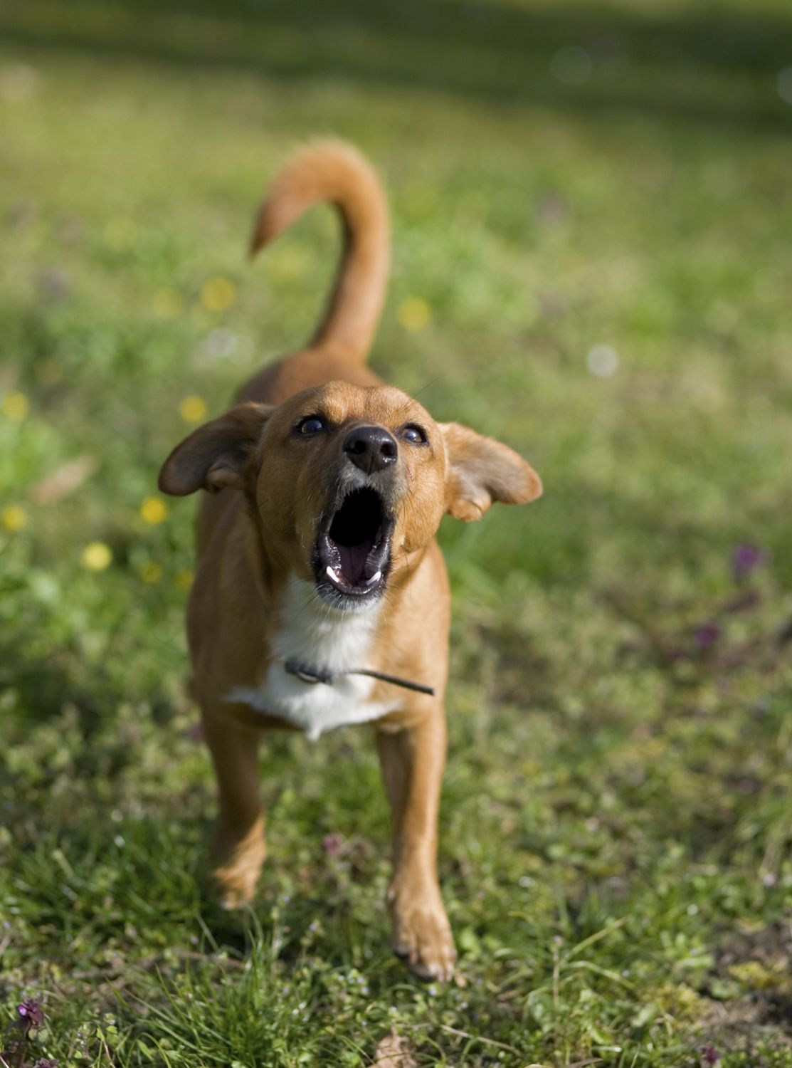 Dog barking loudly at a distance.