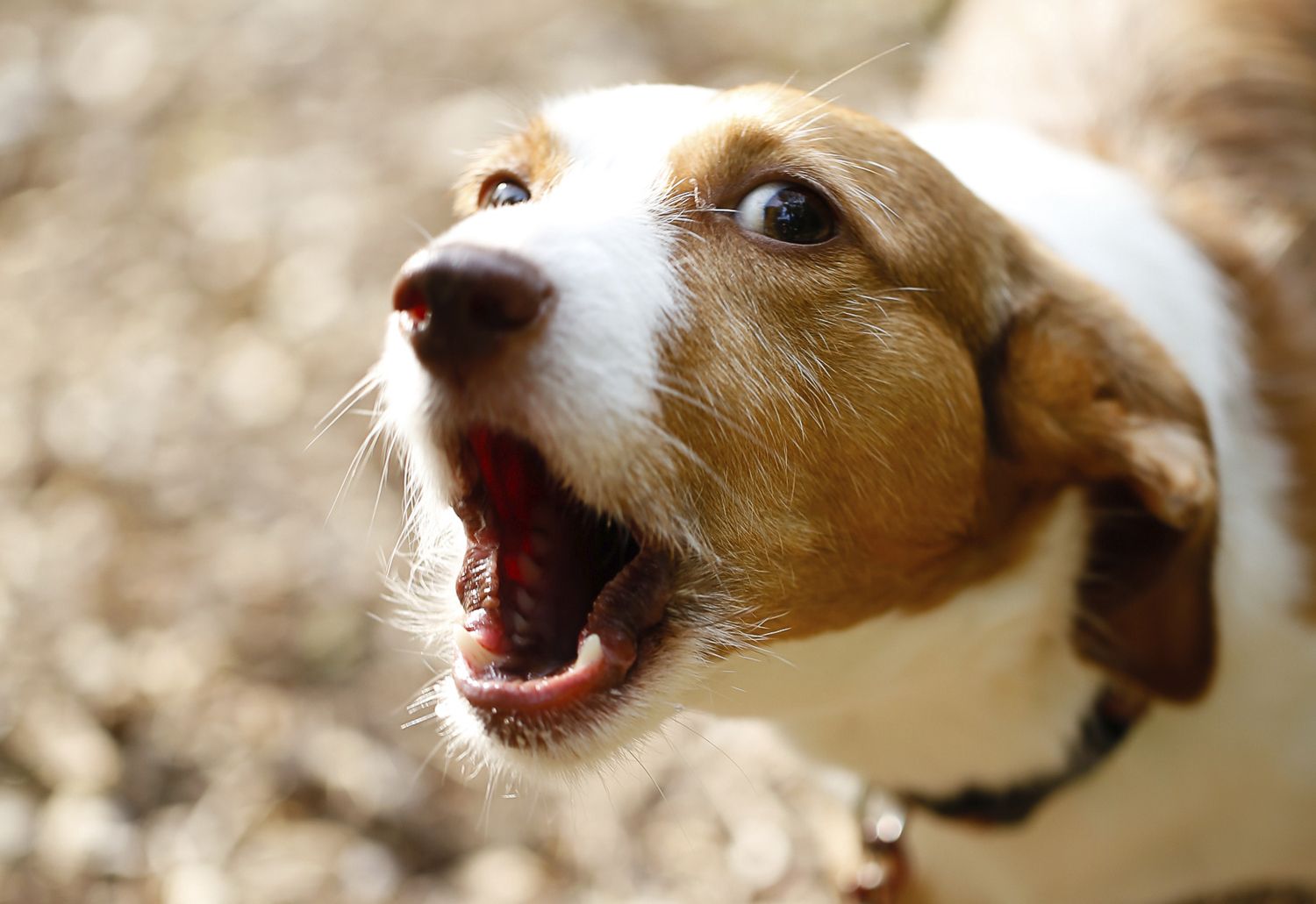 Fox terrier barking out of control.