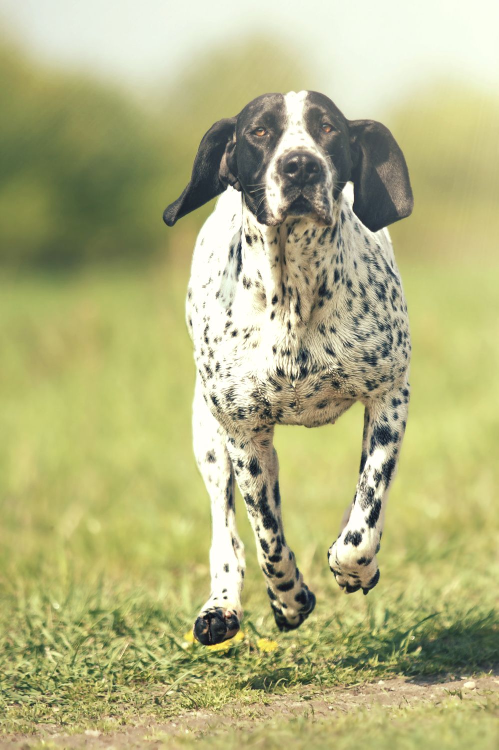 Neighbourhood dog running over to your garden to make an unwanted visit.