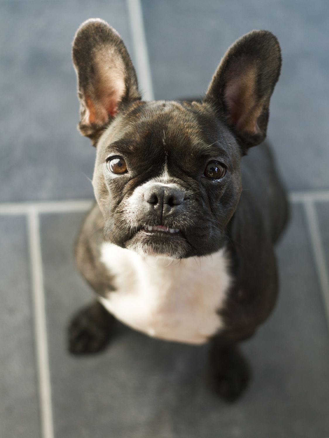 Cute pgu puppy looking back at its owner waiting for his next command.